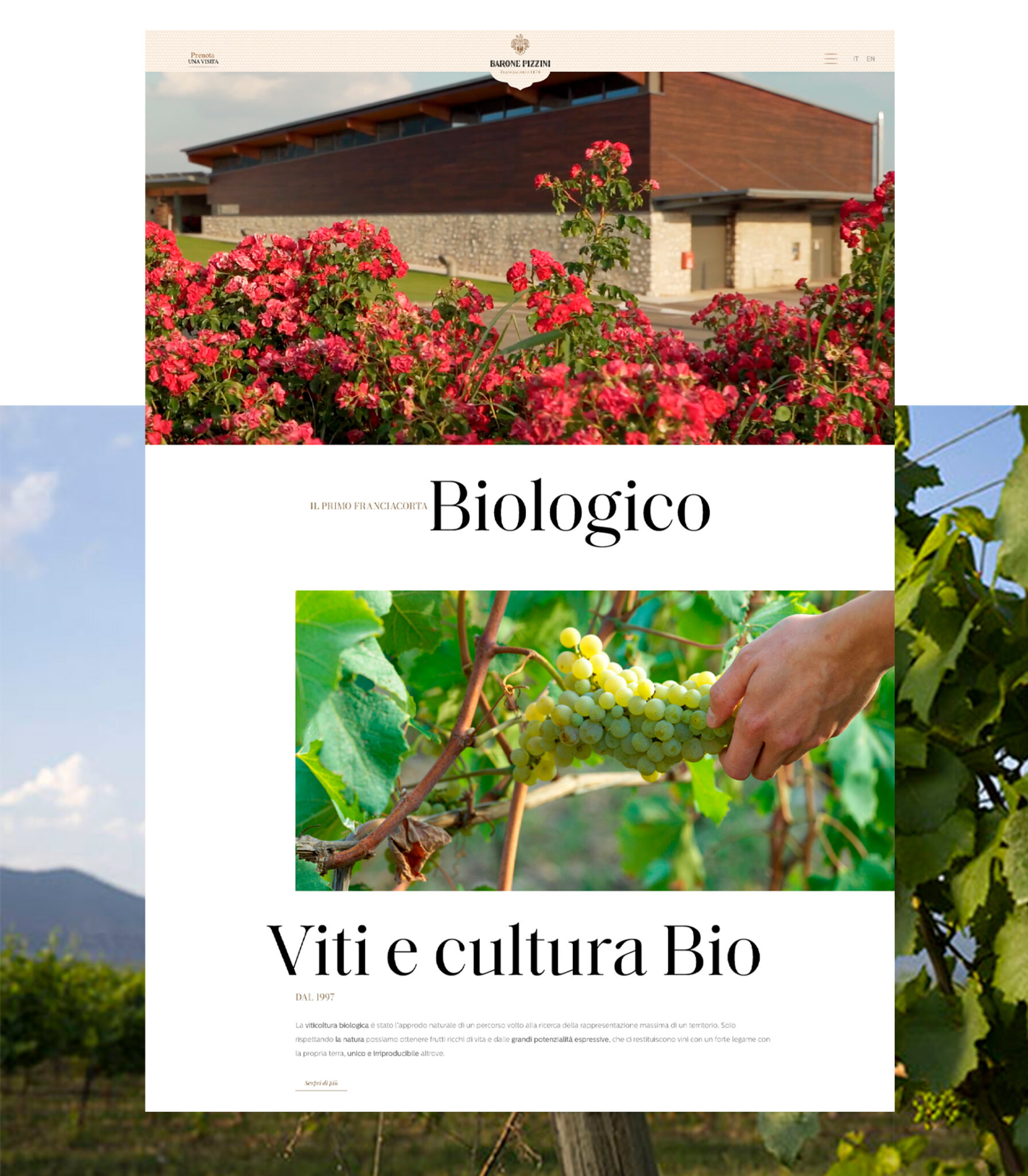 progettazione del sito web della cantina vinicola Barone Pizzini